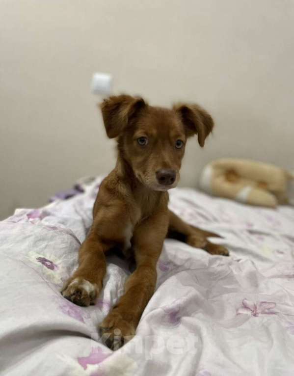 Собаки в Балашихе: Щенок ксолоитцкуинтли мини Мальчик, 10 000 руб. - фото 3