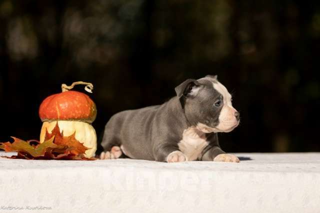Собаки в других городах Московской области: Девочка булли голубая Девочка, 160 000 руб. - фото 2