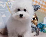 Собаки в Москве: Бишон фризе Мальчик, 70 000 руб. - фото 1