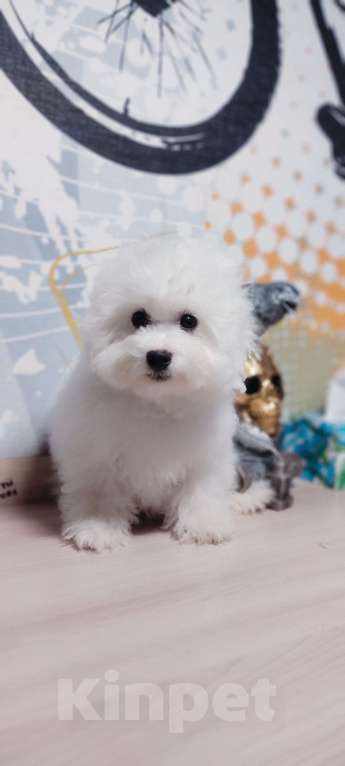 Собаки в Москве: Бишон фризе Мальчик, 70 000 руб. - фото 1