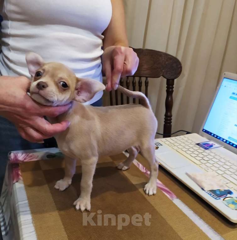 Собаки в Москве: Лиловый гш мальчуган крупный  Мальчик, 45 000 руб. - фото 6