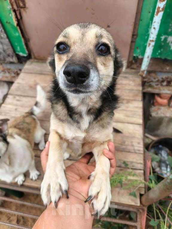 Собаки в Москве: Малышка в добрые руки Девочка, Бесплатно - фото 5