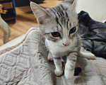 Кошки в других городах Московской области: Котенок, мальчик, шотландский прямоухий короткошерстный серо-полосатый Мальчик, 3 000 руб. - фото 9