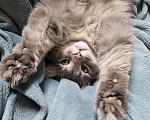 Кошки в Москве: Пушистый нежный и ласковый кот Пух ищет дом Мальчик, 1 руб. - фото 7