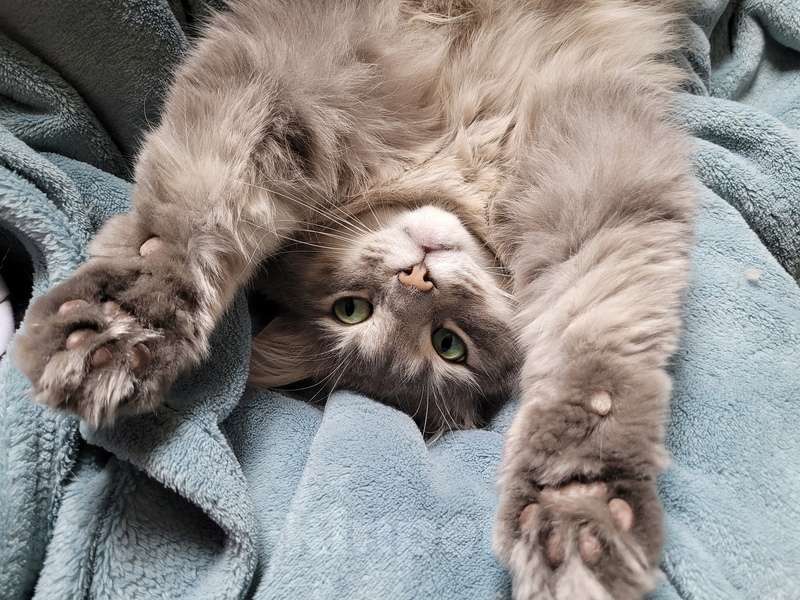 Кот пух