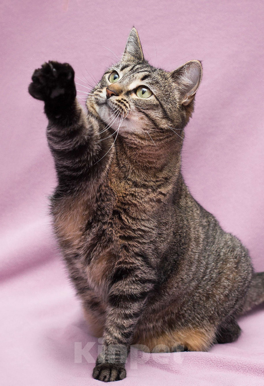 Кошки в Москве: Идеальных форм кошка Девочка, Бесплатно - фото 1