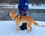 Собаки в Москве: Самый ушасты Рик Мальчик, Бесплатно - фото 4