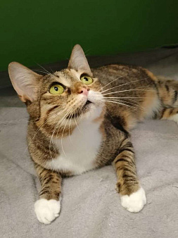 Последний шанс