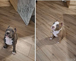 Собаки в Балашихе: Американские булли Разнополые, 70 000 руб. - фото 6