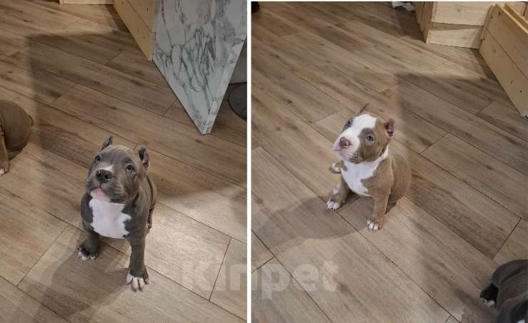 Собаки в Балашихе: Американские булли Разнополые, 70 000 руб. - фото 6