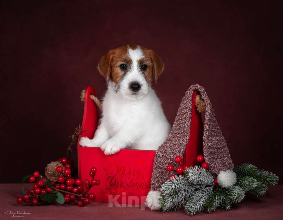 Собаки в Санкт-Петербурге: Марлекс Солар Найк  Мальчик, 80 000 руб. - фото 6