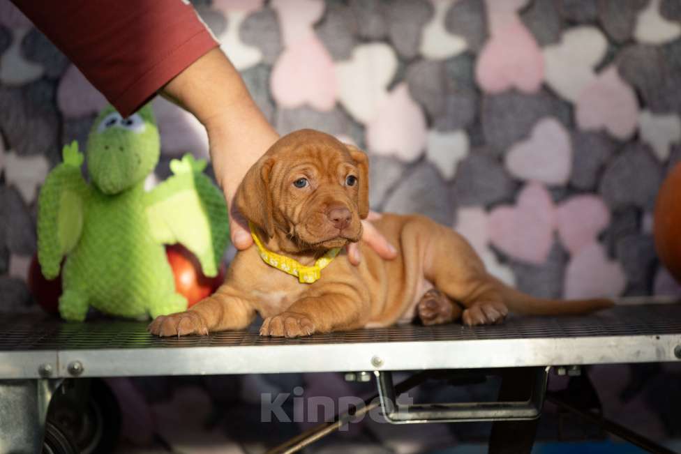 Собаки в Москве: Малыши выжлы Девочка, Бесплатно - фото 2