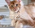 Кошки в Наро-Фоминске: Billy . Male. MCO d Born 27.12.24 Мальчик, 150 000 руб. - фото 2