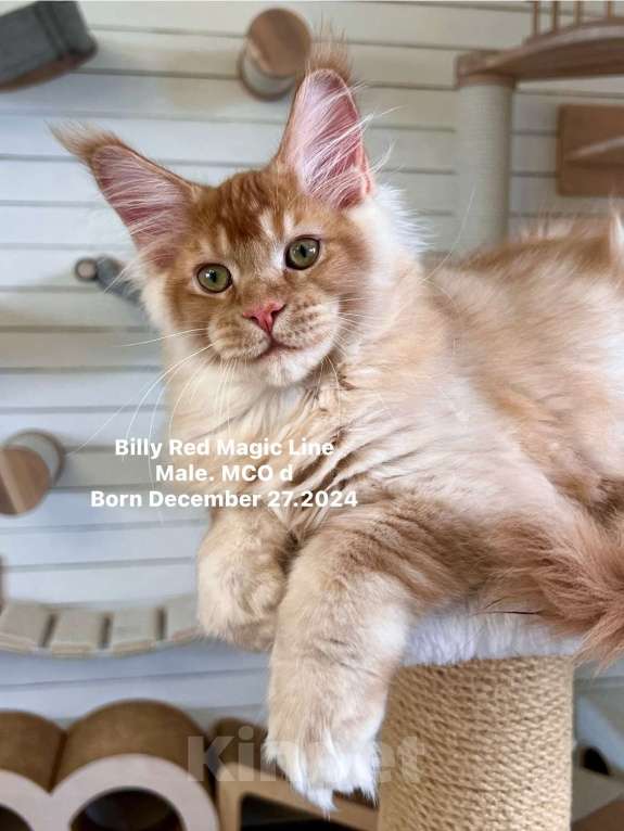 Кошки в Наро-Фоминске: Billy . Male. MCO d Born 27.12.24 Мальчик, 150 000 руб. - фото 2