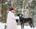 Собаки в Москве: Метис алано эспаньол Дони в добрые руки Мальчик, 1 руб. - фото 7