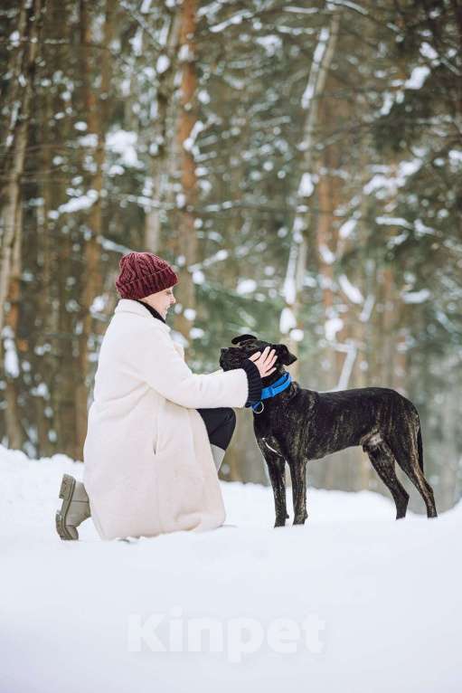 Собаки в Москве: Метис алано эспаньол Дони в добрые руки Мальчик, 1 руб. - фото 7