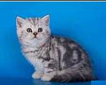 Кошки в Москве: Шотландская мраморная девочка Девочка, 30 000 руб. - фото 1