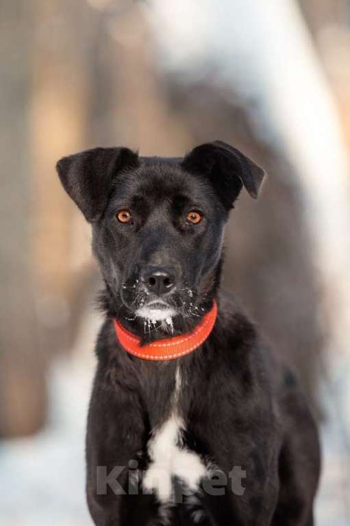 Собаки в Москве: Черная собака Берта в добрые руки Девочка, Бесплатно - фото 3