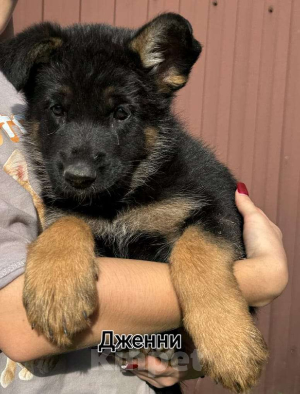 Собаки в других городах Владимирской области: Дейзи  Девочка, 75 000 руб. - фото 2