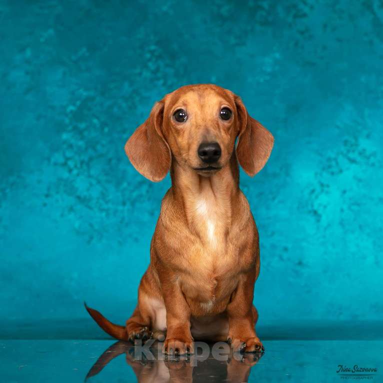 Собаки в Королеве: Породные щенки ТАКСЫ UCI. МАЛЬЧИКИ Мальчик, 55 000 руб. - фото 2