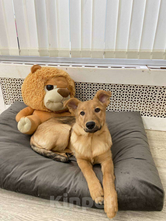 Собаки в Москве: Щенки бесплатно в Москве Девочка, Бесплатно - фото 4