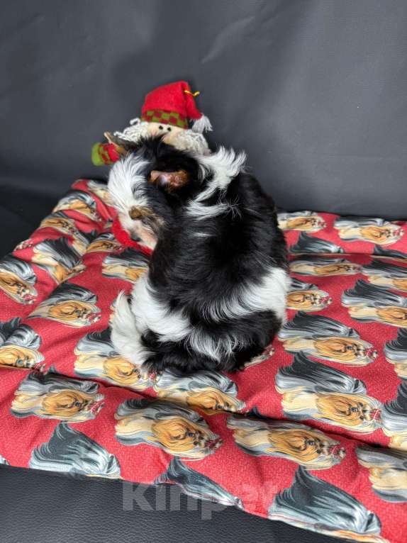 Собаки в Краснодаре: Прекрасный мальчик Бивер, РКФ  Мальчик, 30 000 руб. - фото 5