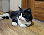 Кошки в Москве: Добрый, очень ласковый котик ищет дом Мальчик, 10 руб. - фото 3