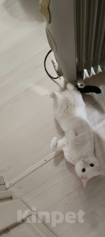 Кошки в Челябинске: Отдам кота Мальчик, Бесплатно - фото 2