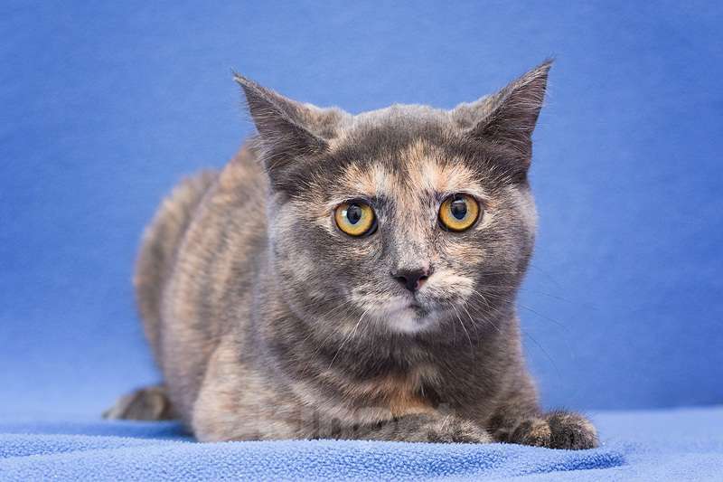 Кошки в Москве: Очаровательный трехцветный котенок Нинэль в дар Девочка, 1 руб. - фото 2