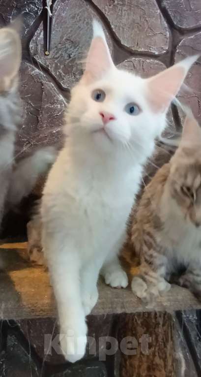 Кошки в Екатеринбурге: Котята Мейн Кун классика и полидакты Мальчик, 30 000 руб. - фото 3