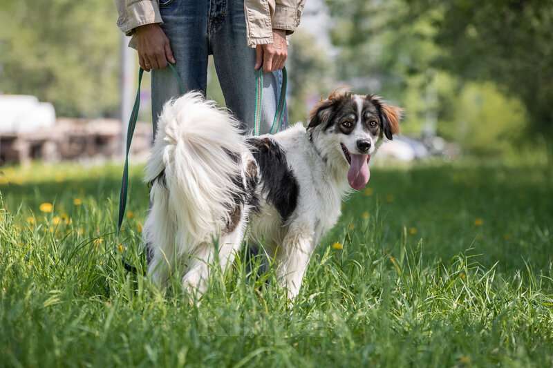 Собаки в Москве: Знакомьтесь – наш замечательный пёс Левушка, который мечтает о любящей семье! Мальчик, Бесплатно - фото 8