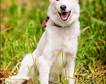 Собаки в Голицыно: 🌟 Алмаз ищет свою звезду! 🌟 Мальчик, Бесплатно - фото 3