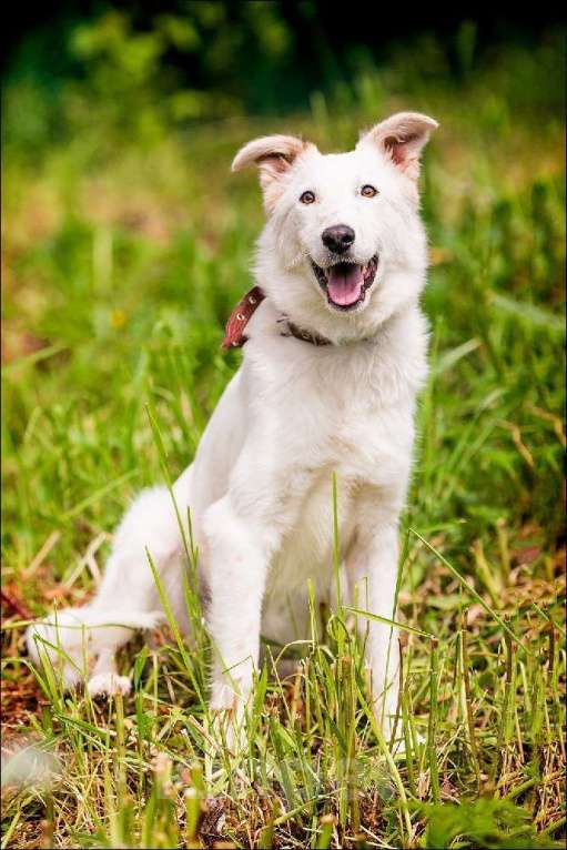 Собаки в Голицыно: 🌟 Алмаз ищет свою звезду! 🌟 Мальчик, Бесплатно - фото 3