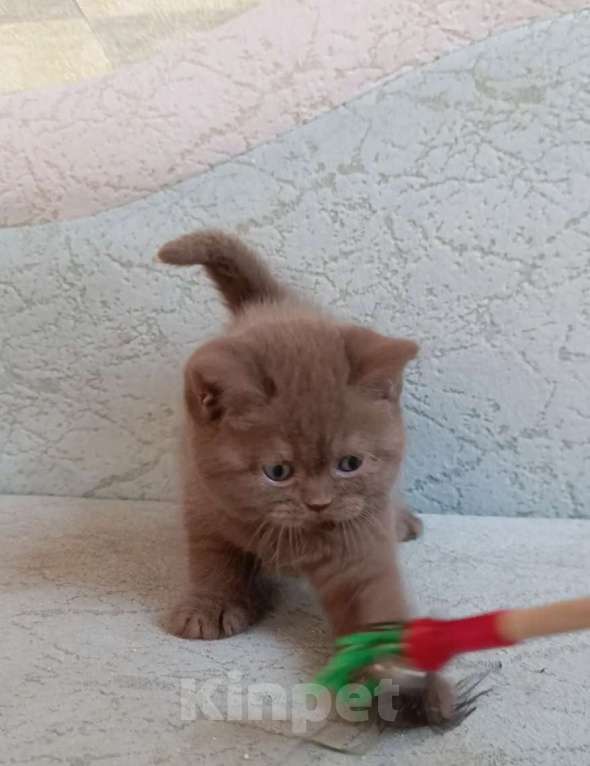 Кошки в Санкт-Петербурге: Британская девочка циннамон в разведение  Девочка, 200 000 руб. - фото 4