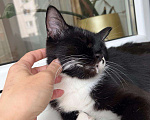 Кошки в Москве: Кошка Брусничка в добрые руки Девочка, Бесплатно - фото 4