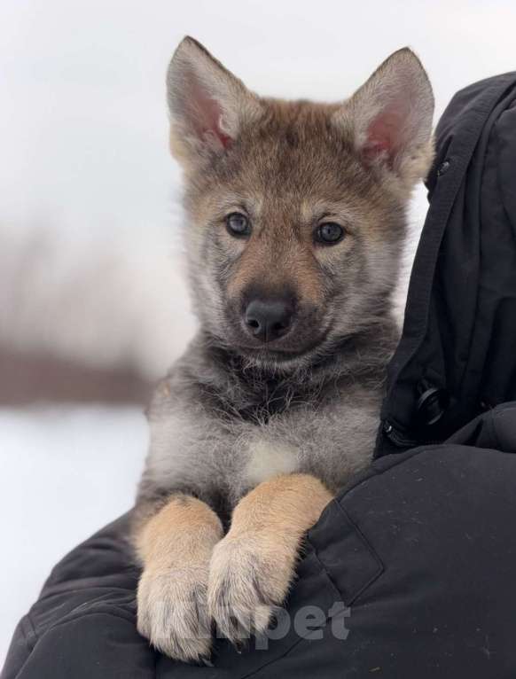 Собаки в Москве: щенки Волкособа Мальчик, 35 руб. - фото 6