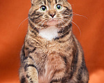 Кошки в Москве: Бенгальская кошечка живёт в клетке Девочка, Бесплатно - фото 2