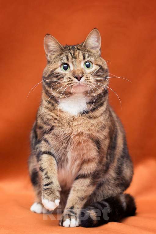 Кошки в Москве: Бенгальская кошечка живёт в клетке Девочка, Бесплатно - фото 2