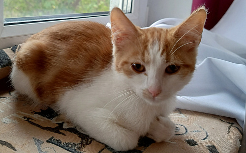 Котенок в добрые руки