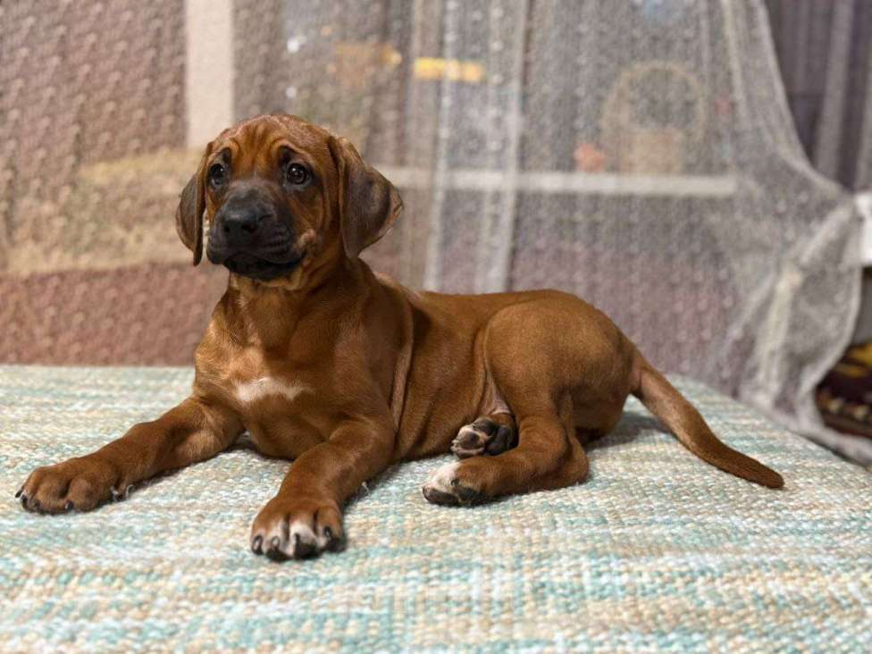 Собаки в других городах Московской области: Малышка Единственная в помете  Девочка, 110 000 руб. - фото 1