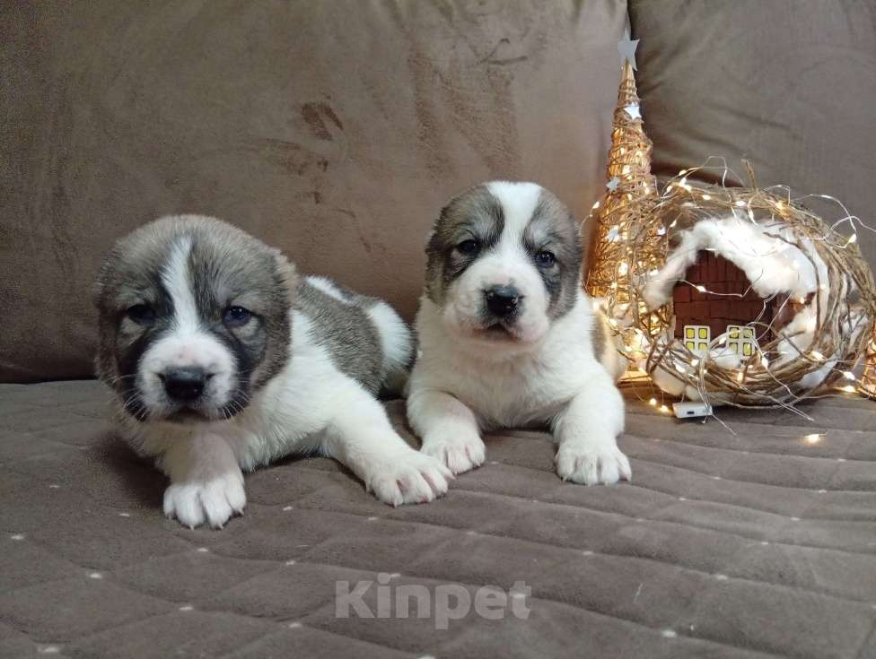 Собаки в Печоре: Щенки САО Девочка, 30 000 руб. - фото 3