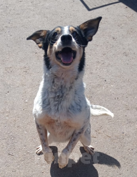 Собаки в Тамбове: Капа Девочка, Бесплатно - фото 4