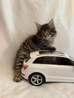 Котенок Чарльз