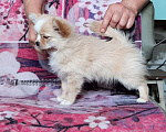Собаки в Самаре: щенок чихуахуа Девочка, 40 000 руб. - фото 1