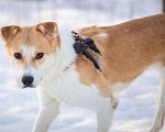 Собаки в Москве: Бонита - собака-карусель Девочка, Бесплатно - фото 3