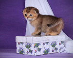 Кошки в Санкт-Петербурге: Скоттиш-фолд Девочка, 25 000 руб. - фото 3