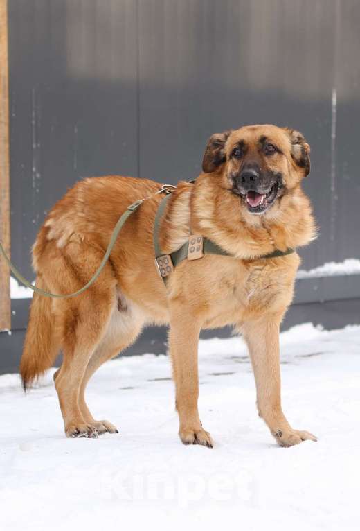 Собаки в Москве: Благодарный добряк пёс Родман в приюте Мальчик, Бесплатно - фото 4
