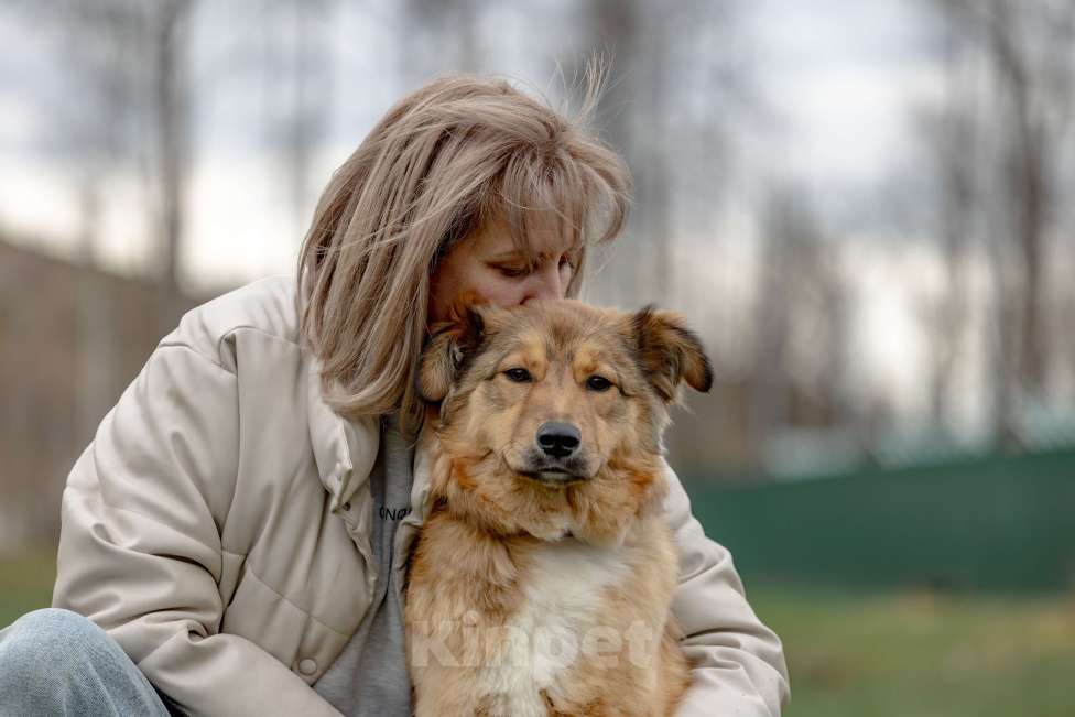 Собаки в Москве: Рыжая Оливка ищет свою семью Девочка, Бесплатно - фото 6