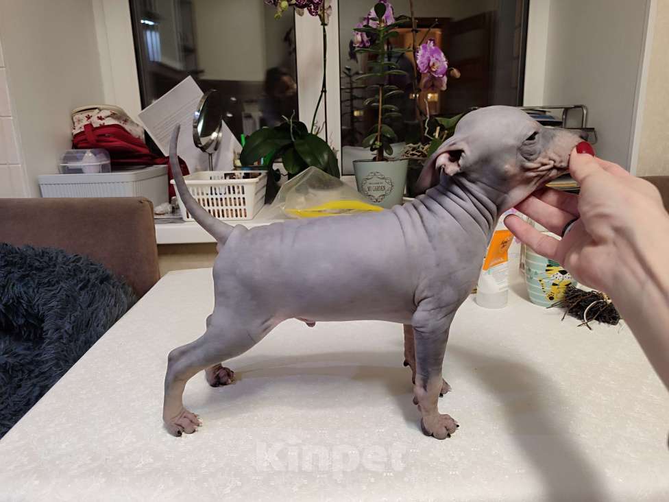 Собаки в Нижнем Новгороде: Щенки Американский голый терьер Разнополые, Бесплатно - фото 10