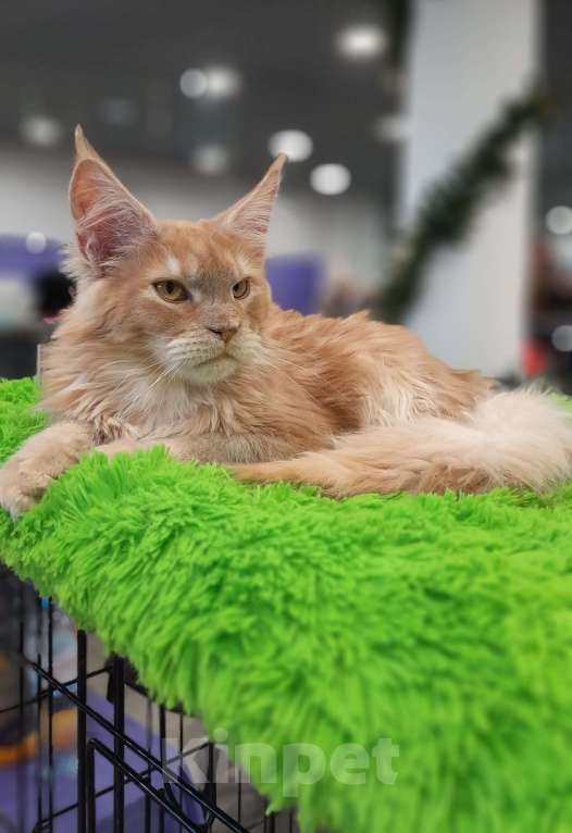 Кошки в Москве: Мальчик мейн-куна Мальчик, 50 000 руб. - фото 6